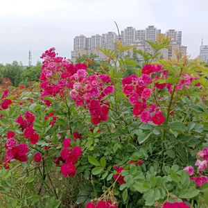 红菊花头像