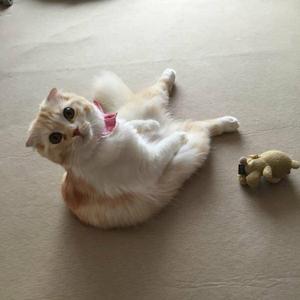 没趣麻瓜