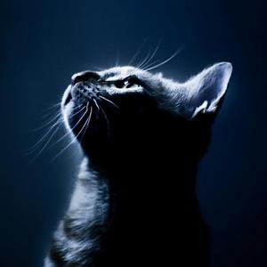 Libra猫先生的个人主页 西瓜视频