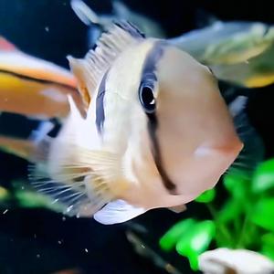 白子关刀鱼 西瓜视频