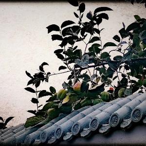 开拖拉机的墨客