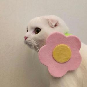 961关注0粉丝2获赞00:09赵丽颖冯绍峰离婚,还相信爱情吗?