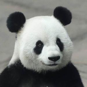 美国熊猫